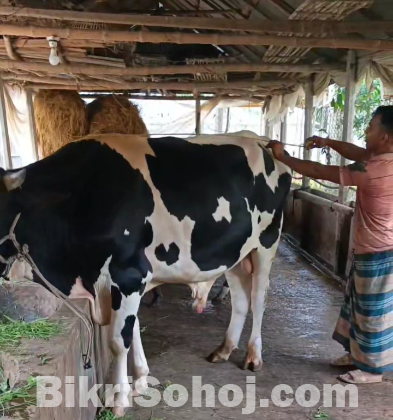 কোরবানীর জন্য ফ্রিজিয়ান জাতের ষাড় গরূ